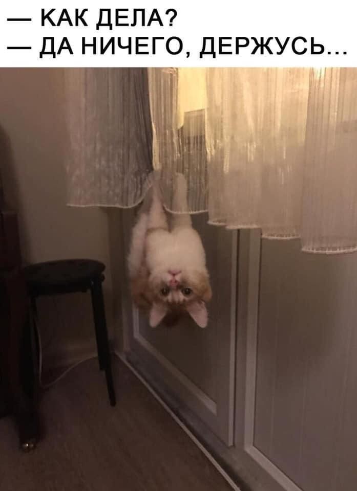 — КАК ДЕЛА?\n— ДА НИЧЕГО, ДЕРЖУСЬ...