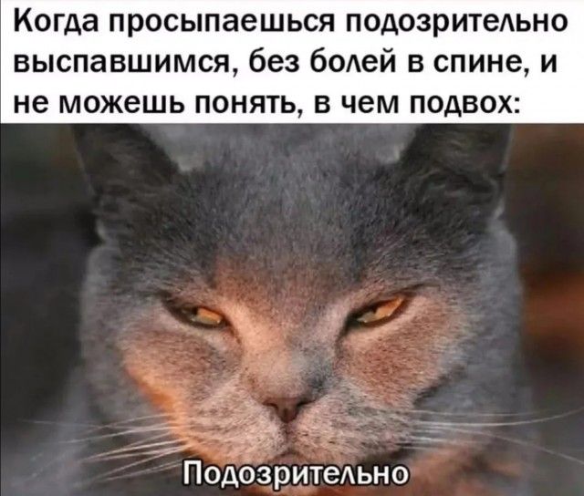 Когда просыпаешься подозрительно выспавшимся, без болей в спине, и не можешь понять, в чем подвох:
Подозрительно