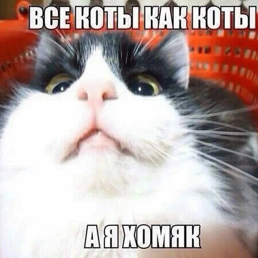 Все коты как коты
А я хомяк