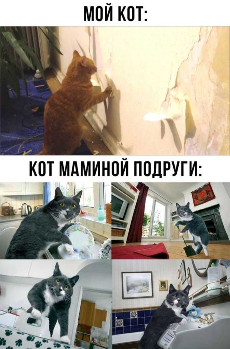 МОЙ КОТ: КОТ МАМИНОЙ ПОДРУГИ: