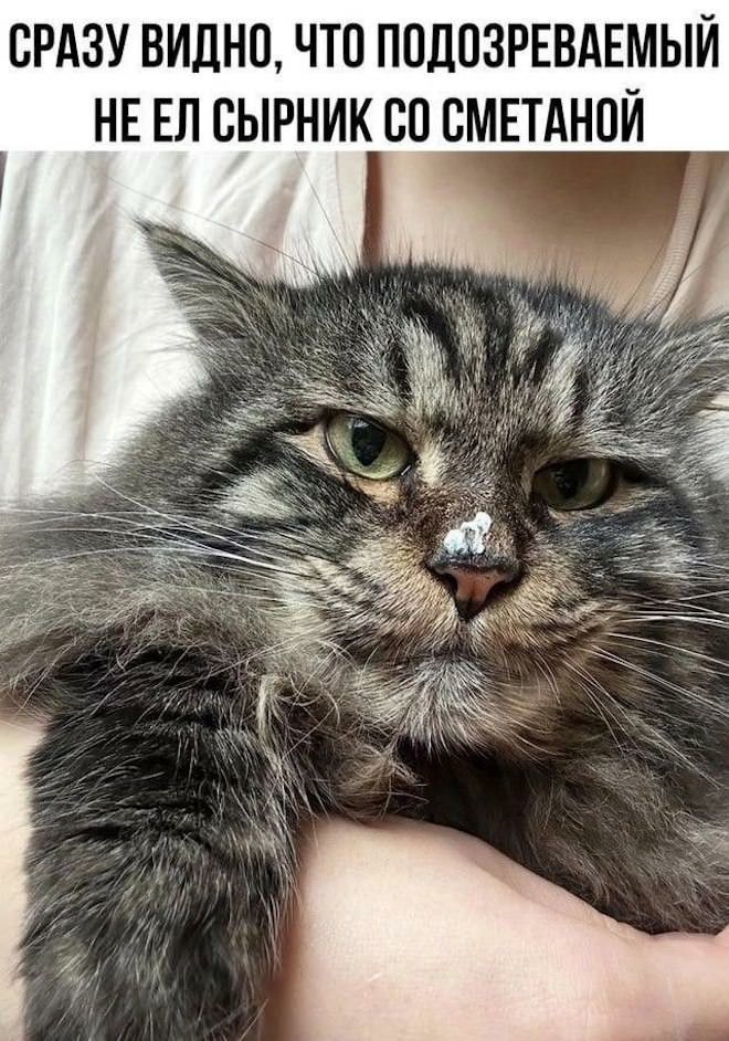 СРАЗУ ВИДНО, ЧТО ПОДОЗРЕВАЕМЫЙ НЕ ЕЛ СЫРНИК СО СМЕТАНОЙ