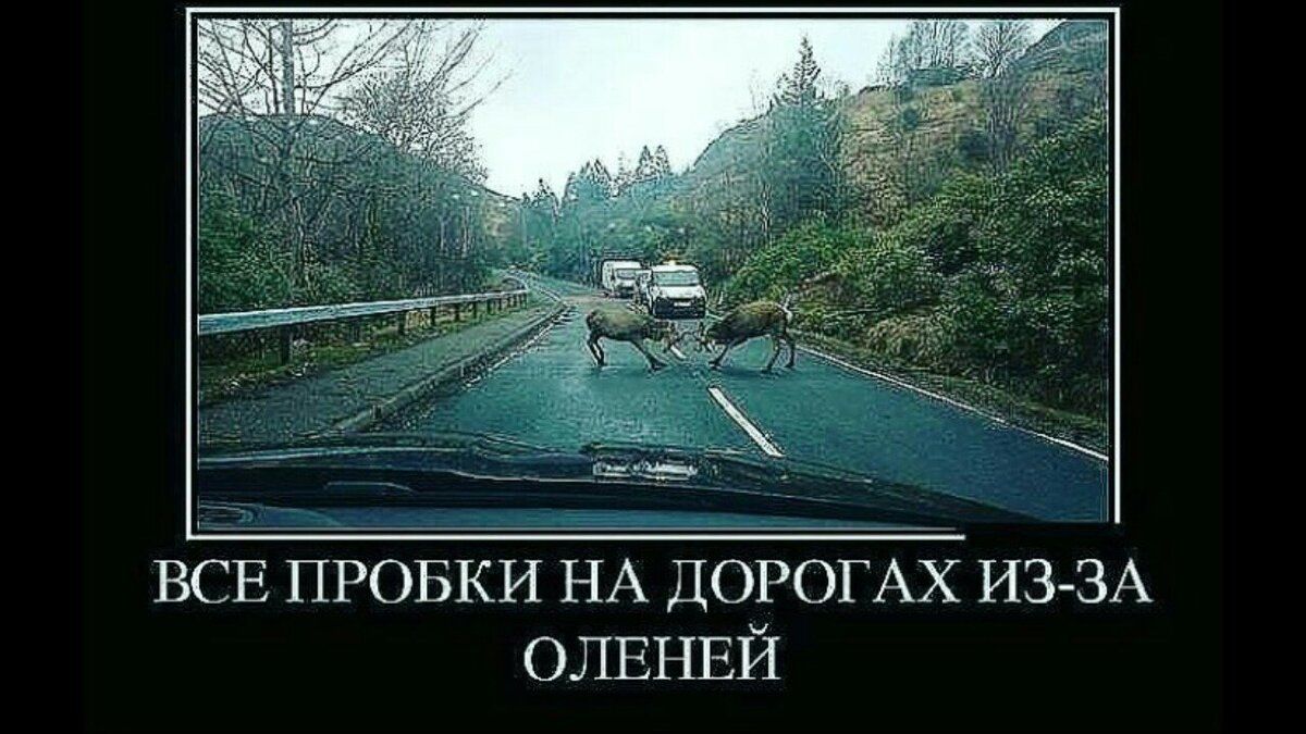 ВСЕ ПРОБКИ НА ДОРОГАХ ИЗ-ЗА ОЛЕНЕЙ