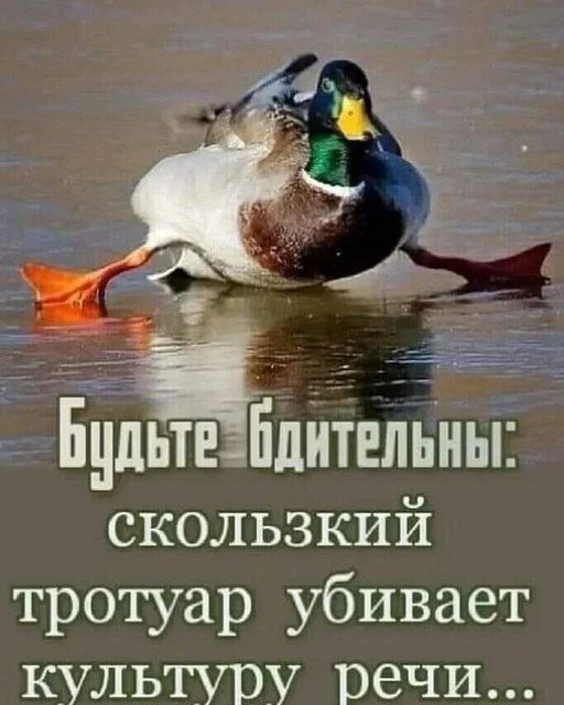 Будьте бдительны: скользкий тротуар убивает культуру речи...