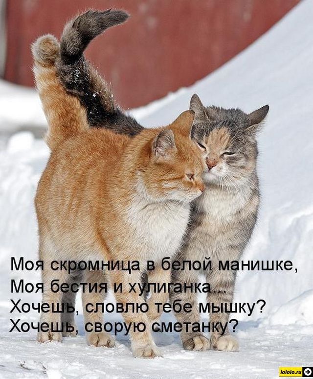 Моя скромница в белой манишке,\nМоя бестия и хулиганка.\nХочешь, словлю тебе мышку?\nХочешь, сварю сметанку?