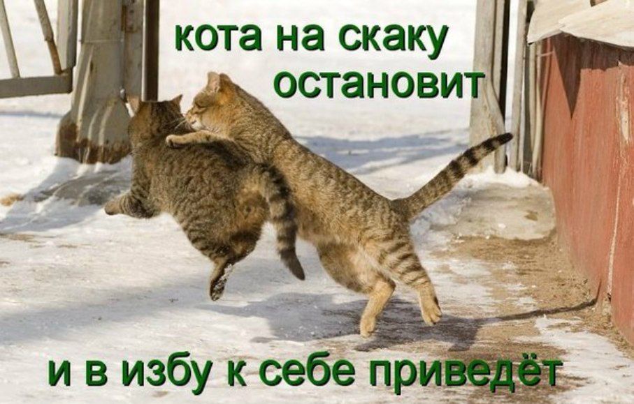 кота на скаку остановит и в избy к себе приведёт