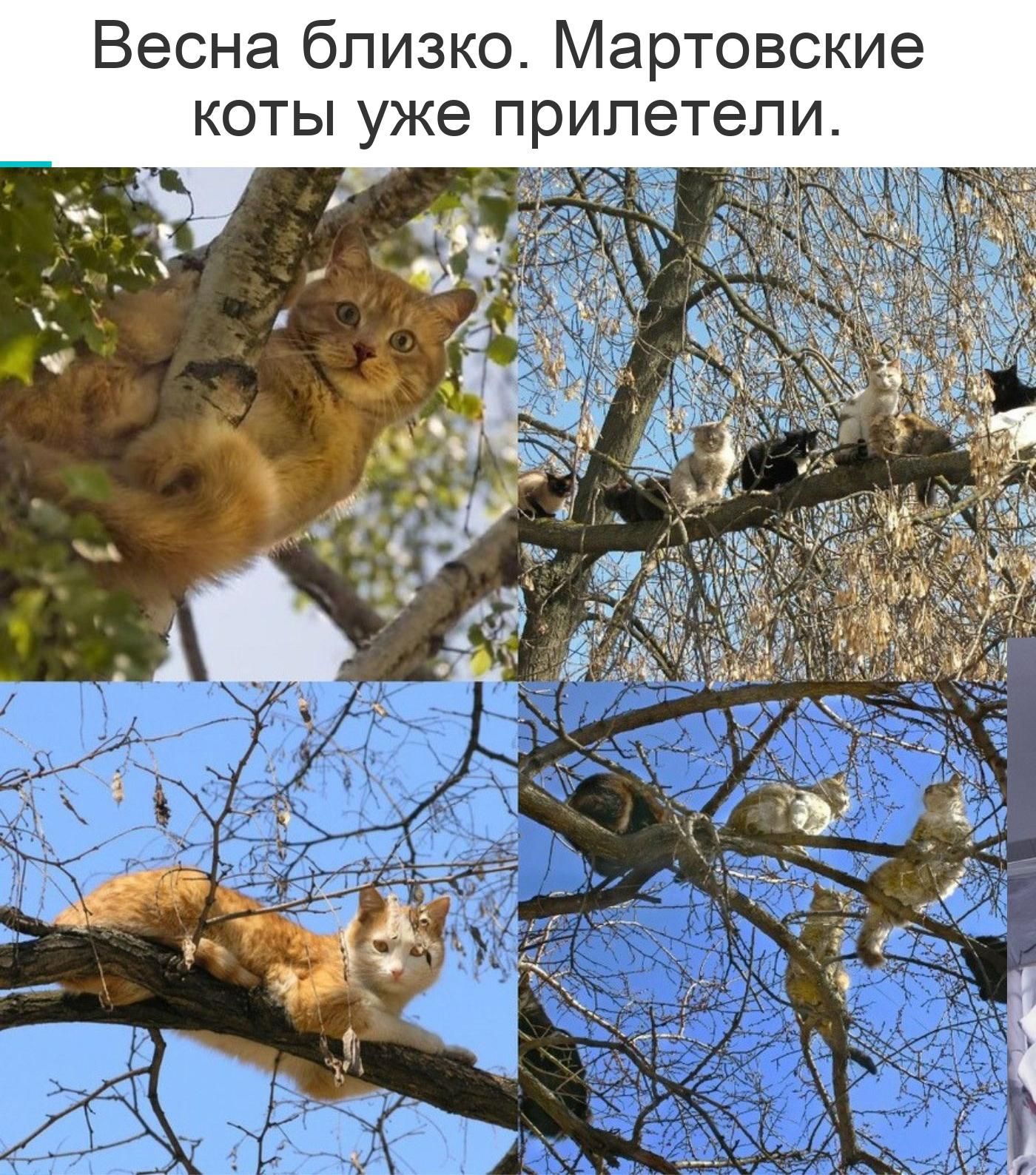 Весна близко. Мартовские коты уже прилетели.