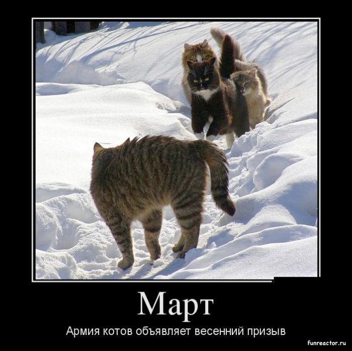 Март\nАрмия котов объявляет весенний призыв