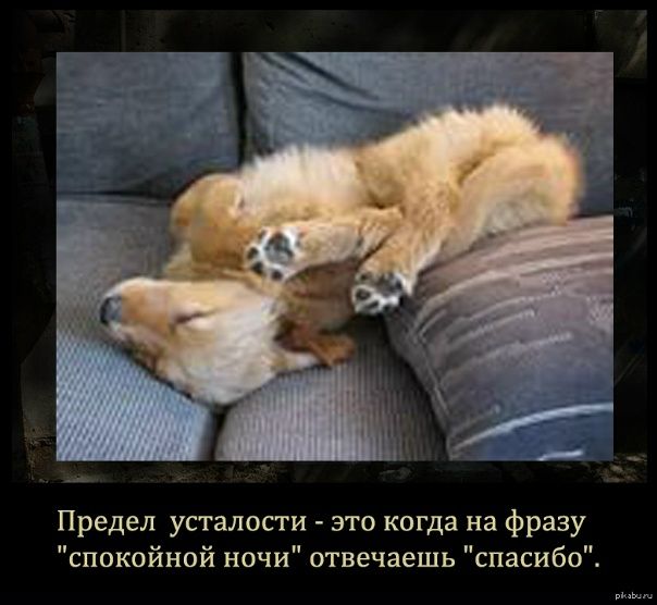 Предел усталости - это когда на фразу 