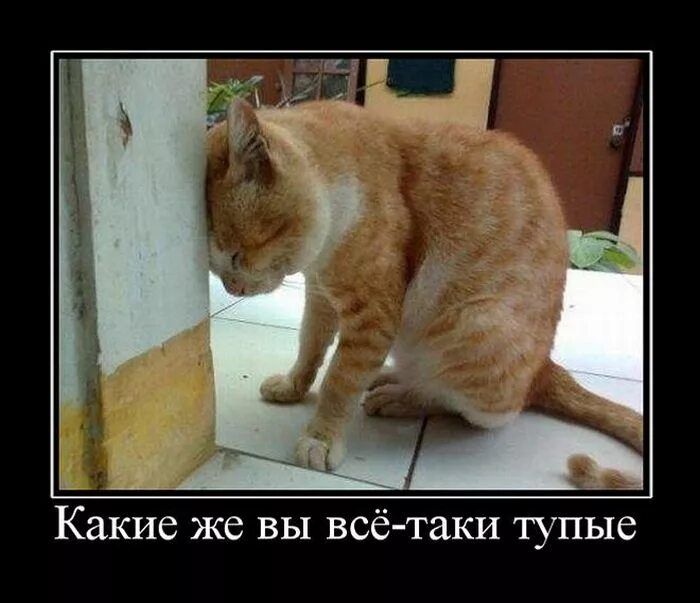 Какие же вы всё-таки тупые