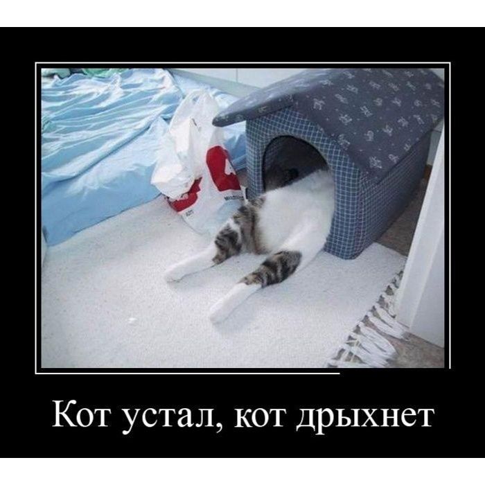 Кот устал, кот дрыхнет