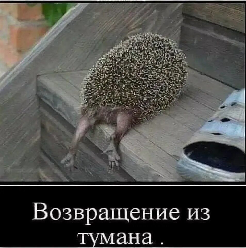 Возвращение из тумана.