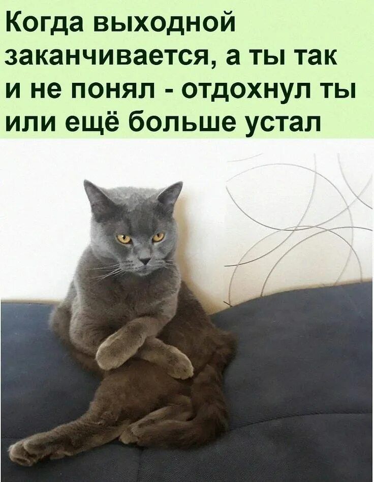 Когда выходной заканчивается, а ты так и не понял - отдохнул ты или ещё больше устал