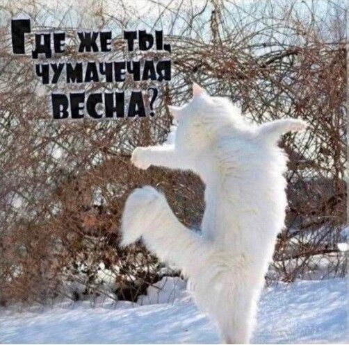 Где же ты чумачелая весна?