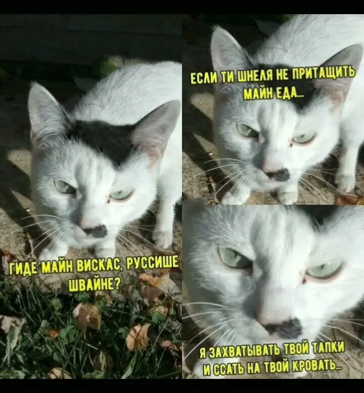 ГДЕ МАЙН ВИСКАС, РУССШЕ ШВАЙНЕ? ЕСЛИ ТЫ НИЩЕНА НЕ ПРИТАЩИТЬ МАЙН ЕДА.. Я ЗАХВАТЫВАТЬ ТВОЙ ТАПКИ И СССАТЬ НА ТВОЙ КРОВАТЬ