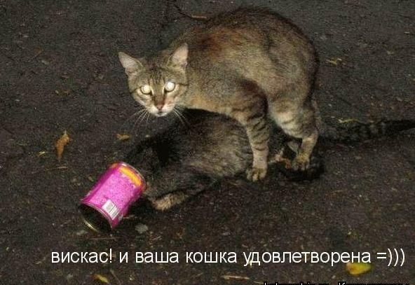 Вискас! и ваша кошка удовлетворена =)))