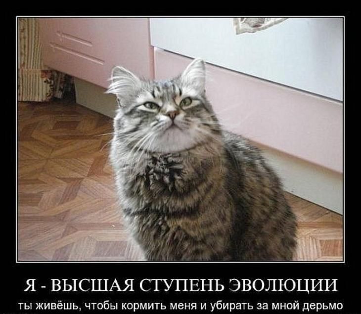Я - высшая ступень эволюции
ты живёшь, чтобы кормить меня и убирать за мной дерьмо