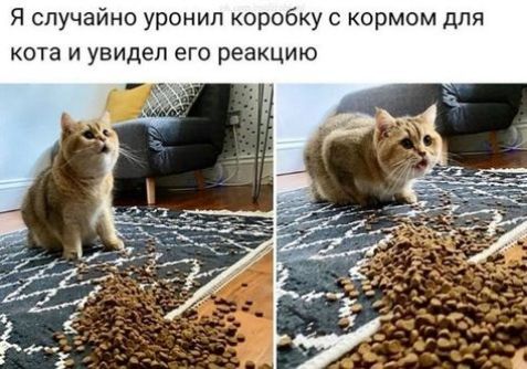 Я случайно уронил коробку с кормом для кота и увидел его реакцию
