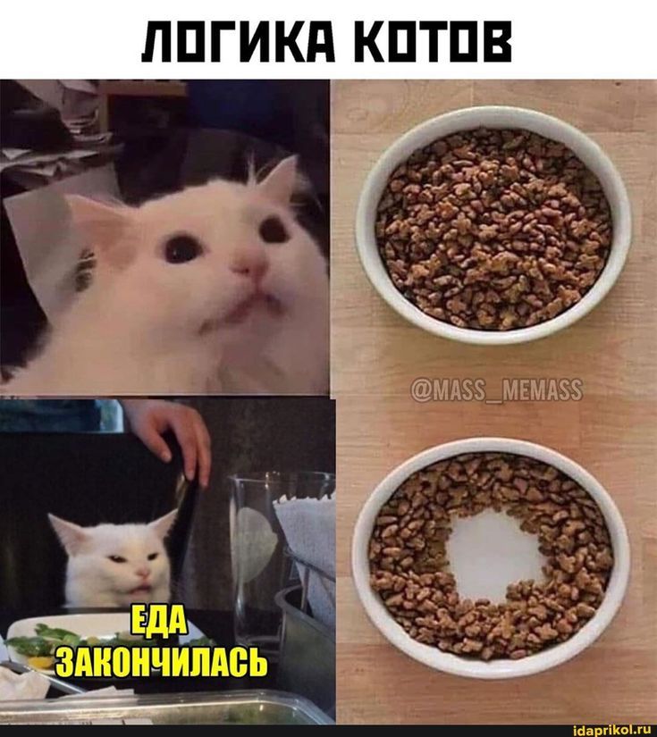 ЛОГИКА КОТОВ ЕДА ЗАКОНЧИЛАСЬ