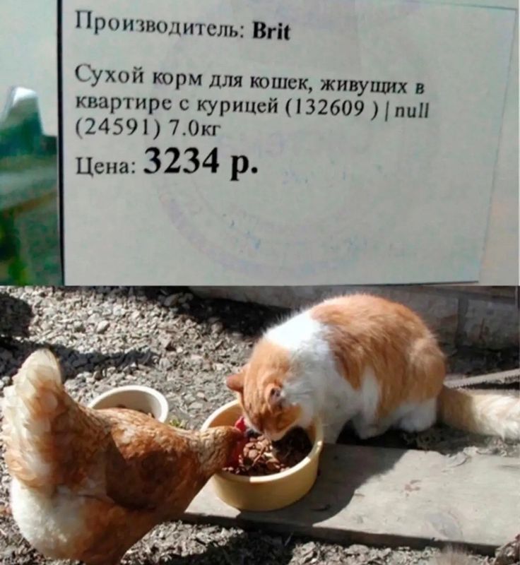 Производитель: Brit
Сухой корм для кошек, живущих в квартире с курицей (132609) / null (24591) 7.0кг
Цена: 3234 р.