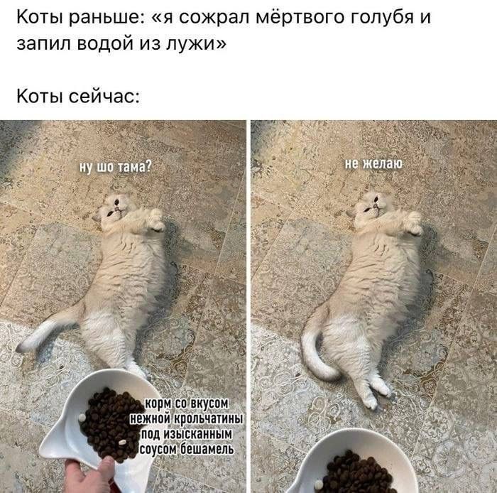 Коты раньше: «я сожрал мёртвого голубя и запил водой из лужи»
Коты сейчас:
ну шо там?
корм со вкусом нежной крольчатины под изысканным соусом бешамель
не желю