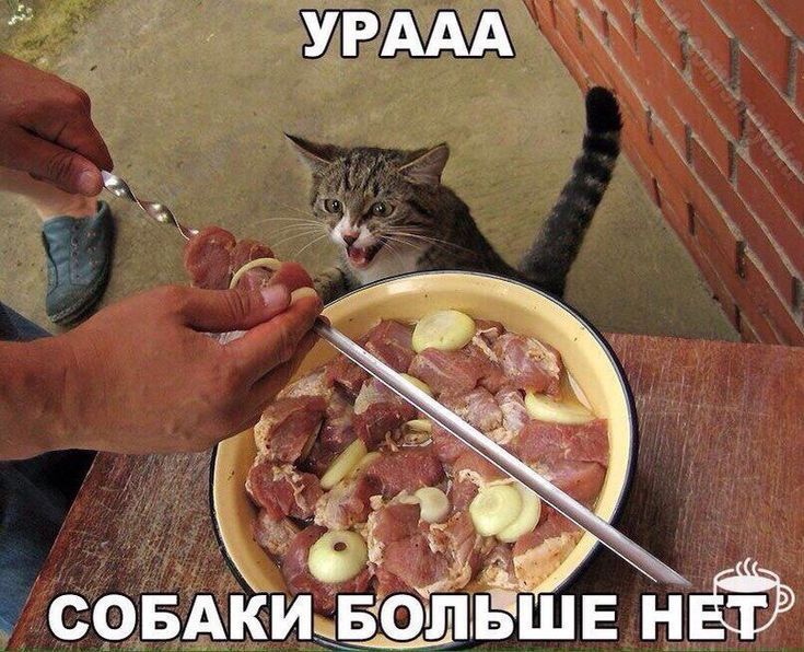 УРААА СОБАКИ БОЛЬШЕ НЕТ