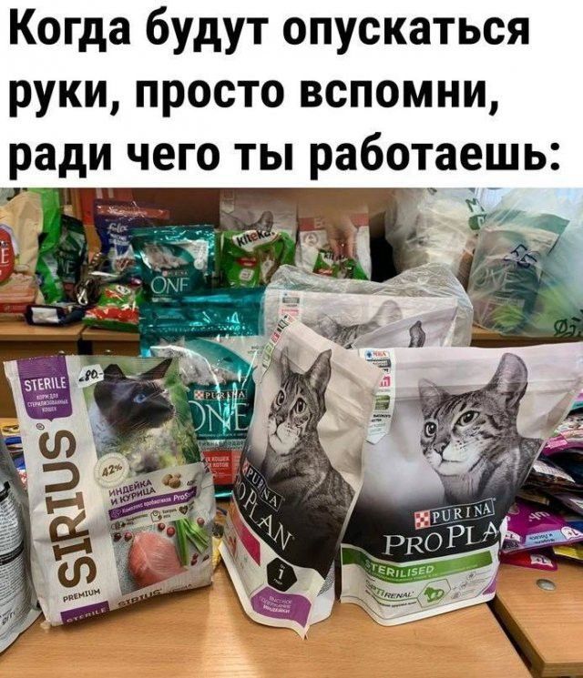 Когда будут опускаться руки, просто вспомни, ради чего ты работаешь: