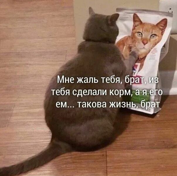 Мне жаль тебя, брат, из тебя сделали корм, а я его ем... такова жизнь, брат