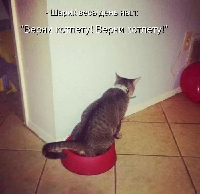 - Шарик весь день ныть: 