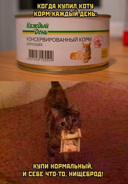 Когда купил коту корм каждый день:
Консервированный корм для кошек
Купи нормальный, и себе что-то, нищеброд!