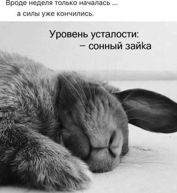 Вроде недели только началась ... а силы уже кончились. Уровень усталости: – сонный зайка