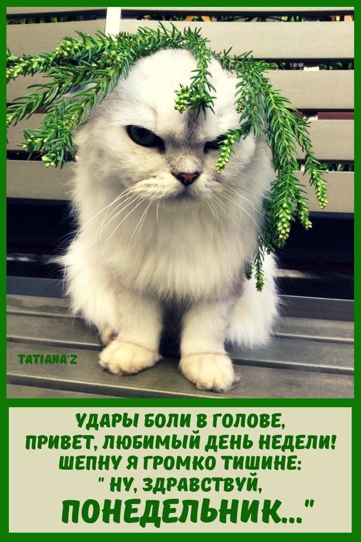 УДАРЫ БОЛИ В ГОЛОВЕ, ПРИВЕТ, ЛЮБИМЫЙ ДЕНЬ НЕДЕЛИ! ШЕПЧУ Я ГРОМКО ТИШИНЕ: 'НУ, ЗДРАВСТВУЙ, ПОНЕДЕЛЬНИК'...