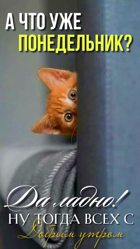 А ЧТО УЖЕ ПОНЕДЕЛЬНИК? Да ладно! Ну тогда всех с Добрым утром