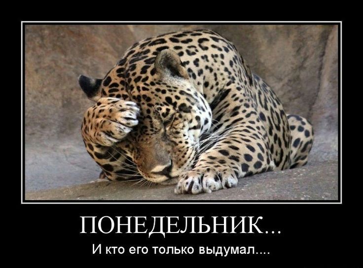 ПОНЕДЕЛЬНИК... И кто его только выдумал....