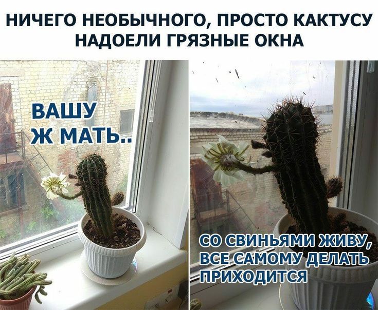 НИЧЕГО НЕОБЫЧНОГО, ПРОСТО КАКТУСУ НАДОЕЛИ ГРЯЗНЫЕ ОКНА ВАШУ Ж МАТЬ.. СО СВИНЬЯМИ ЖИВУ, ВСЕ САМОМУ ДЕЛАТЬ ПРИХОДИТСЯ