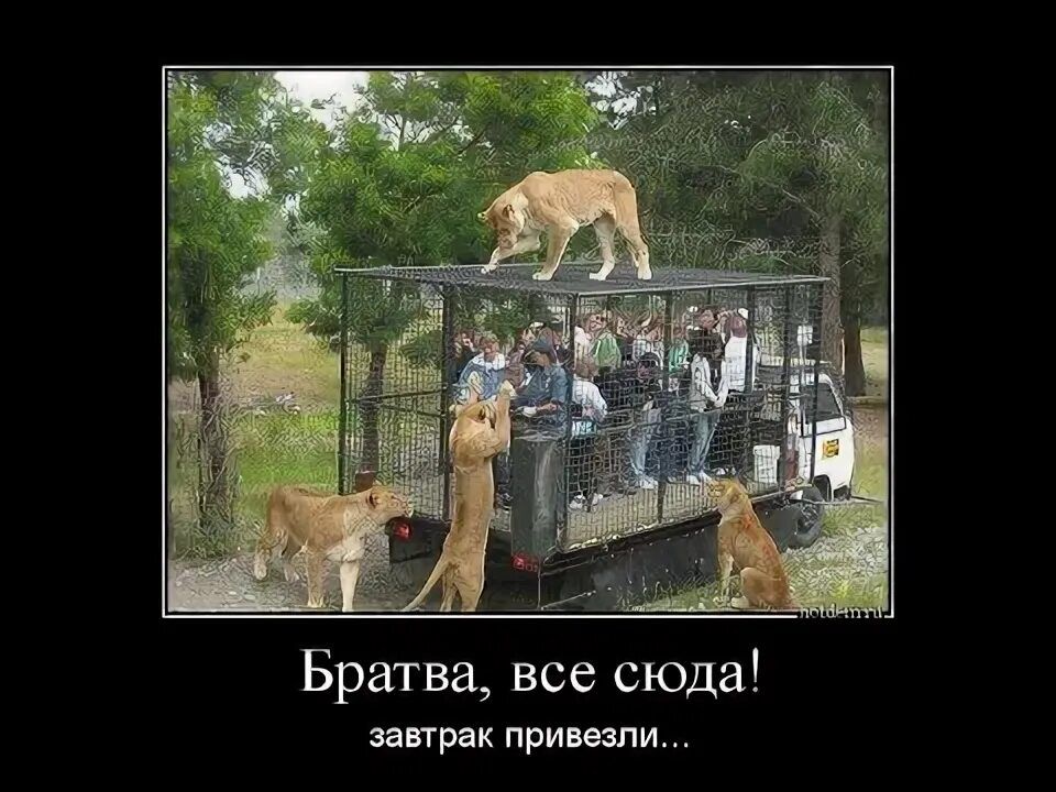 Братва, все сюда! завтрак привезли...