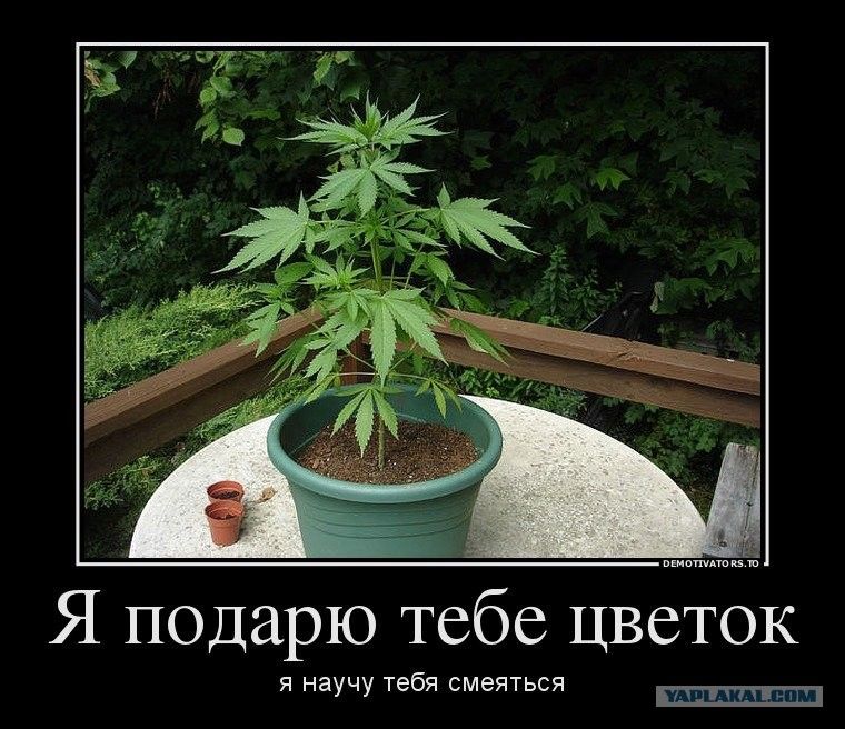 Я подарю тебе цветок я научу тебя смеяться