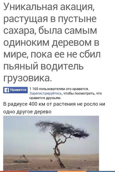 Уникальная акация, растущая в пустыне Сахара, была самым одиноким деревом в мире, пока ее не сбил пьяный водитель грузовика. 1 165 пользователям это нравится. Зарегистрируйтесь, чтобы посмотреть, что нравится друзьям. В радиусе 400 км от растения не росло ни одно другое дерево.