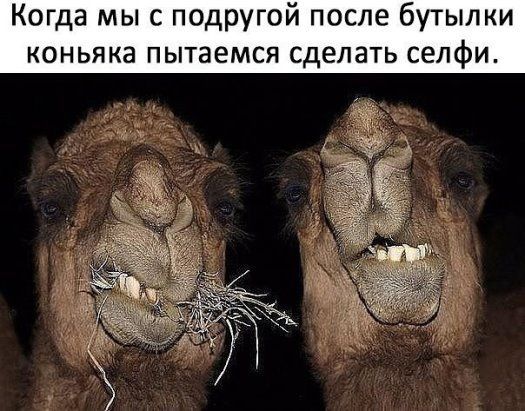 Когда мы с подругой после бутылки коньяка пытаемся сделать селфи.