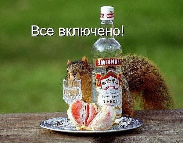 Все включено! Белка с бутылкой водки Smirnoff, стаканом и грейпфрутом на тарелке.