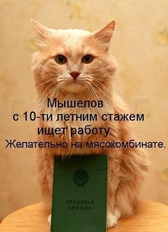 Мышелов с 10-ти летним стажем ищет работу. Желательно на мясокомбинате. ТРУДОВАЯ КНИЖКА