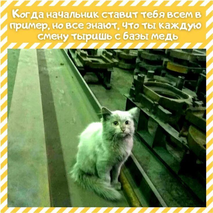 Когда начальник ставит тебя всем в пример, но все знают, что ты каждую смену тыришь с базы медь