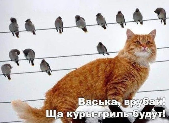 Васька, врубай! Сейчас куры-гриль будут!