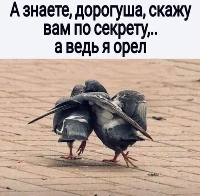 А знаете, дорогуша, скажу вам по секрету,.. а ведь я орел