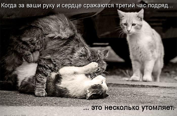 Когда за ваши руку и сердце сражаются третий час подряд... это несколько утомляет.