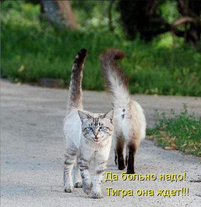 Да больно надо! Тигра она ждет!!!