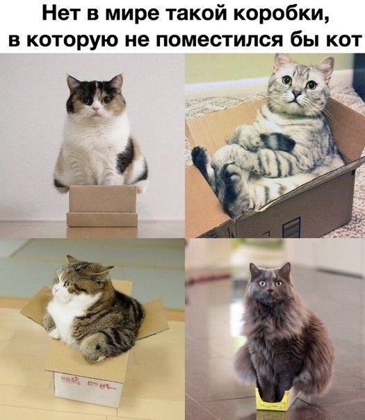 Нет в мире такой коробки, в которую не поместился бы кот