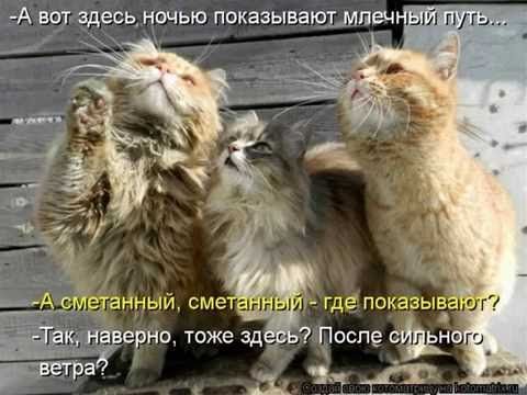 А вот здесь ночью показывают млечный путь...
-А сметанный, сметанный - где показывают?
-Так, наверно, тоже здесь? После сильного ветра?