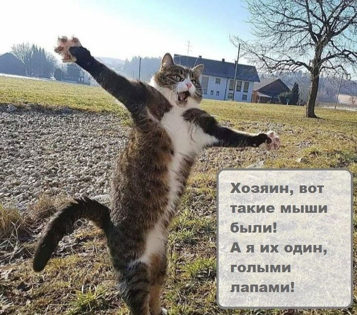 Хозяин, вот такие мыши были! А я их один, голыми лапами!
