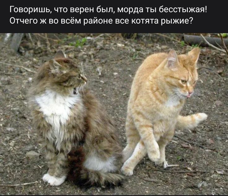 Говоришь, что верен был, морда ты бесстыжая! Отчего ж во всём районе все котята рыжие?