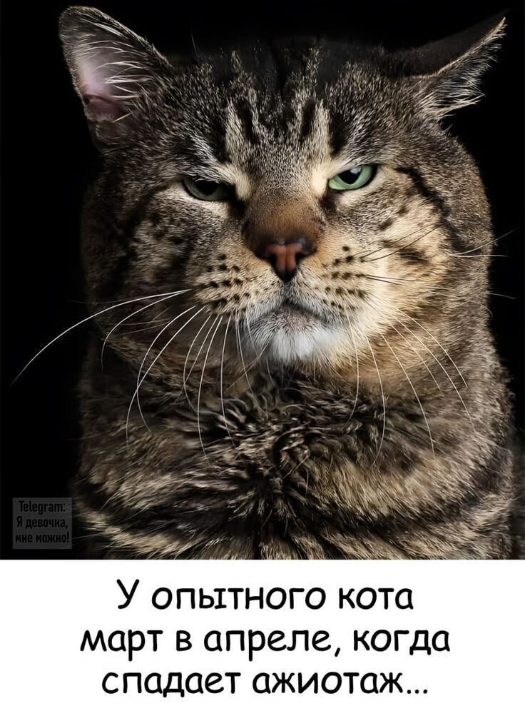 Telegram: Я девочка, мне можно! У опытного кота март в апреле, когда спадает ажиотаж...